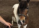 Shetland Pony - Horse for Sale in van meter, IA 50261