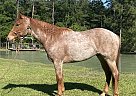 Quarter Horse - Horse for Sale in Orange, TX 65708 Quarter Horse - Horse for Sale in Orange, TX 65708