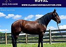 Friesian - Horse for Sale in Moscow, OH 45153