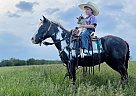 Shetland Pony - Horse for Sale in Monett, MO 65708 Shetland Pony - Horse for Sale in Monett, MO 65708