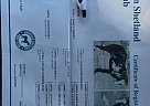Shetland Pony - Horse for Sale in Monett, MO 65708 Shetland Pony - Horse for Sale in Monett, MO 65708