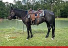 Quarter Horse - Horse for Sale in Orange, TX 77630 Quarter Horse - Horse for Sale in Orange, TX 77630
