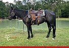 Quarter Horse - Horse for Sale in Orange, TX 77630