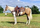 Paint - Horse for Sale in Westcliffe, CO 81252