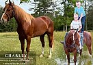 Kentucky Mountain - Horse for Sale in Parkers Lake, KY 42634