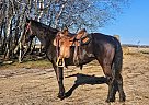 Morgan - Horse for Sale in Sebeka, MN 56477 Morgan - Horse for Sale in Sebeka, MN 56477