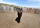 David - Gelding in Livingston, MT David - Gelding in Livingston, MT
