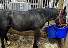 Percheron - Horse for Sale in Schoolcraft, MI 49087 Percheron - Horse for Sale in Schoolcraft, MI 49087