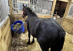 Draft (Percheron, Belgian, Clydesdale, Shire)