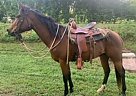 Quarter Horse - Horse for Sale in Madison, AL 35758 Quarter Horse - Horse for Sale in Madison, AL 35758