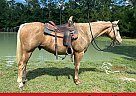Quarter Horse - Horse for Sale in Orange, TX 65708 Quarter Horse - Horse for Sale in Orange, TX 65708