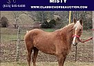 Kentucky Mountain - Horse for Sale in Winchester, KY 40391