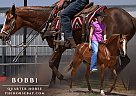 Quarter Horse - Horse for Sale in , TX 79108