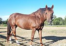 Morgan - Horse for Sale in Mexia, TX 76667