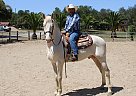 Andalusian - Horse for Sale in SAN LUIS OBISPO, CA 93420
