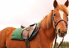 - Mare in Post Falls, ID - Mare in Post Falls, ID
