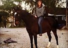 10 Year old Bay Oldenburg Geldin... Oldenburg Gelding