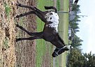Appaloosa - Horse for Sale in Deer park, WA 99006