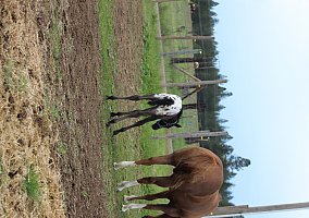 Appaloosa (Appaloosa, Stallion) in Deer park, WA