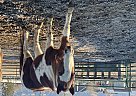 Pinto - Horse for Sale in , CO 81521