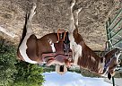 Paint - Horse for Sale in , CO 81521