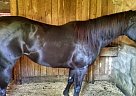 CLM Racey Corona Quarter Horse Mare
