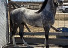 Azteca - Horse for Sale in Santa Maria, CA 93458 Azteca - Horse for Sale in Santa Maria, CA 93458