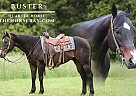 Quarter Horse - Horse for Sale in Parkers Lake, KY 42634 Quarter Horse - Horse for Sale in Parkers Lake, KY 42634