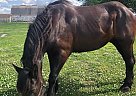 Polly - Mare in Bloomfield, IA Polly - Mare in Bloomfield, IA