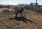 PVA Alada Love - Mare in Bloomfield, IA PVA Alada Love - Mare in Bloomfield, IA