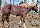 Belgian Draft - Horse for Sale in Sebeka, MN 56477 Belgian Draft - Horse for Sale in Sebeka, MN 56477