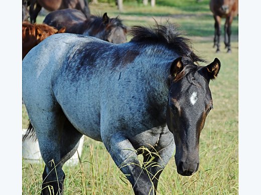 Blue Roan AQH Filly