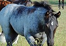 Quarter Horse - Horse for Sale in Melbourne, FL 32901
