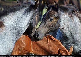 Quarter Horse (Quarter Horse, Mare) in Melbourne, FL