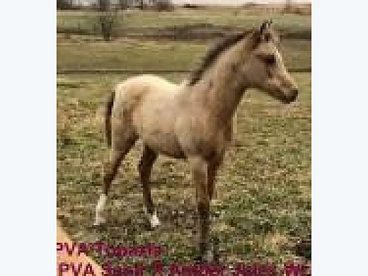 Buckskin 3/4 Arabian Filly