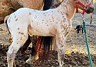 Stud colt - Stallion in Bemidji, MN Stud colt - Stallion in Bemidji, MN