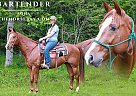 Quarter Horse - Horse for Sale in Copperhill, TN 37317 Quarter Horse - Horse for Sale in Copperhill, TN 37317