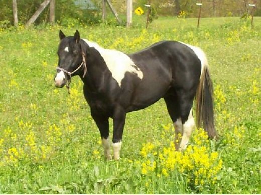 Double Homozygous Black Tobiano Stallion At Stud
