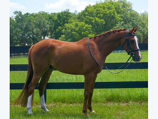 Fancy Arabian
