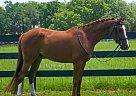 Arabian - Horse for Sale in Lakeland, FL 33801-95