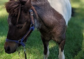 Miniature Horse (Miniature Horse, Gelding) in Sidney, OH