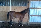 PVATemptingChaos - Gelding in Bloomfield, IA PVATemptingChaos - Gelding in Bloomfield, IA
