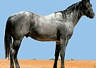 Quarter Horse - Horse for Sale in Chowchilla, CA 93610