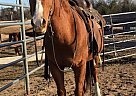 Quarter Horse - Horse for Sale in Sebeka, MN 56477 Quarter Horse - Horse for Sale in Sebeka, MN 56477