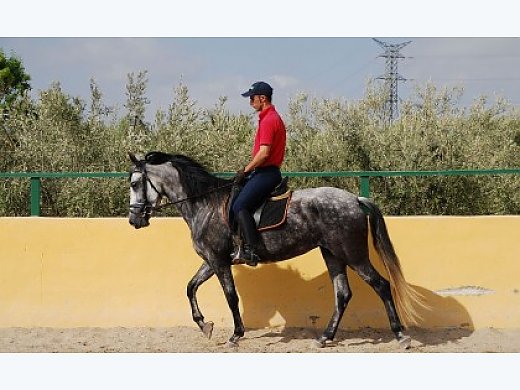 Mare Purebred Spanish (P.R.E) / Cubanita JL