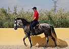 Andalusian - Horse for Sale in Elche,  03296