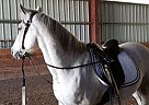 Azteca Gelding for Sale in Batavia,, New York Azteca Gelding for Sale in Batavia,, New York