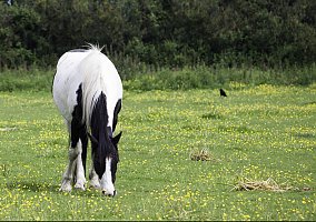 Paint (Paint, Gelding) in Melbourne, FL