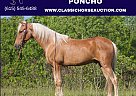 Kentucky Mountain - Horse for Sale in London, KY 40741