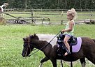 Paint Pony - Horse for Sale in Brunswick, GA 31523